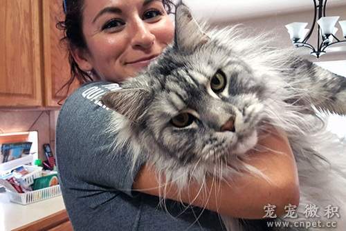 【分享】超巨大猫咪《缅因猫》用特辑图让你一窥肉肉猫魅力