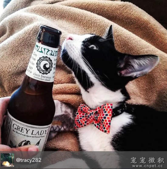 【分享《猫咪与酒》跨年喝个不醉不归