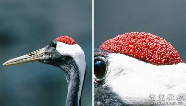 丹顶鹤的头顶没有羽毛,露出的肌肤部分,其实是一颗一颗细小的血色肉瘤